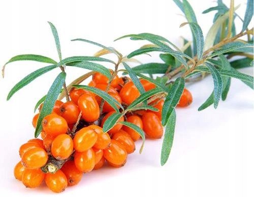 OLEJ Z ROKITNIKA SYBERYJSKIEGO ROKITNIKOWY 100% 2 OLEJ Z ROKITNIKA SYBERYJSKIEGO ROKITNIKOWY 100% - obrazek 2